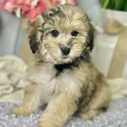 Female Mini Goldendoodle 2Nd Gen puppy for sale at Shake A Paw Green Brook.