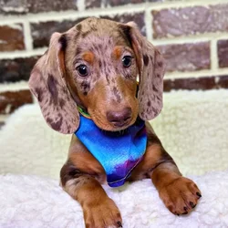 car_main_img_/media/ap_media/pets/KLYWPUPLJXHU21579.webp.250x250_q85.webp