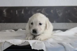 Female Golden Retriever puppy for sale at Shake A Paw Green Brook.