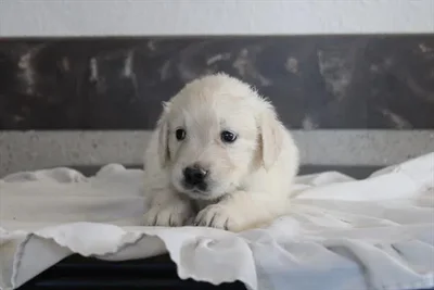 Female Golden Retriever puppy for sale at Shake A Paw Green Brook.
