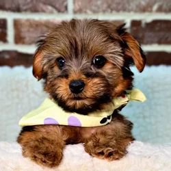 car_main_img_/media/ap_media/pets/KNZVTSRQGJKP21060.webp.250x250_q85.webp