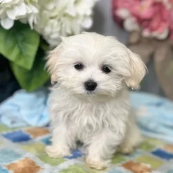 Male Maltese puppy for sale at Shake A Paw Green Brook.