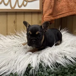 car_main_img_/media/ap_media/pets/KWHDFLEYTYNI23365.webp.250x250_q85.webp