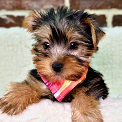 car_main_img_/media/ap_media/pets/KWHYAHOYUSLT20285.webp.250x250_q85.webp