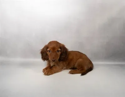 Female Dachshund puppy for sale at Shake A Paw Green Brook.