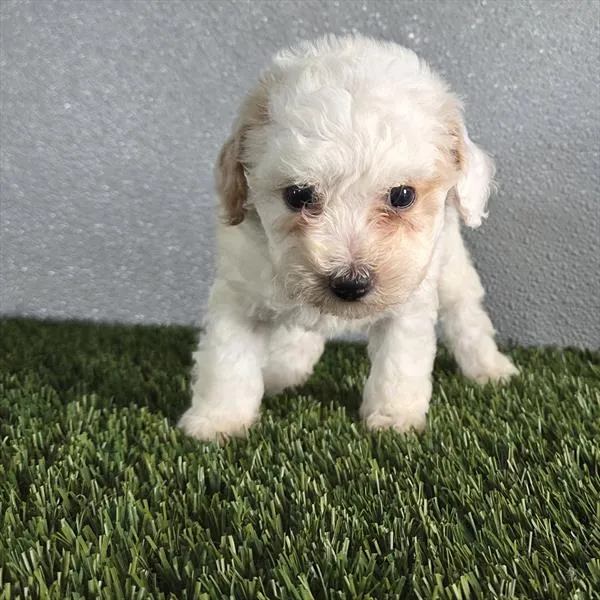 Female Poodle puppy for sale at Shake A Paw Union.