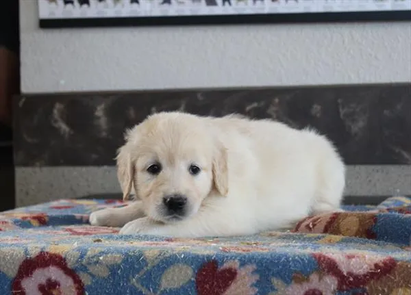Female Golden Retriever puppy for sale at Shake A Paw Green Brook.