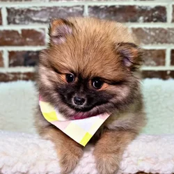 car_main_img_/media/ap_media/pets/LEPQFSSPFFAA19038.webp.250x250_q85.webp