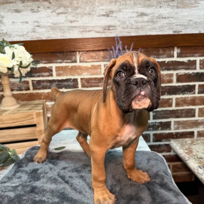 Male Boxer puppy for sale at Shake A Paw Union.