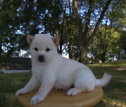 car_main_img_/media/ap_media/pets/LHLCTVGVNUNY23839.webp.250x250_q85.webp