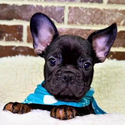 car_main_img_/media/ap_media/pets/LIHMMDSXKLWC20458.webp.250x250_q85.webp