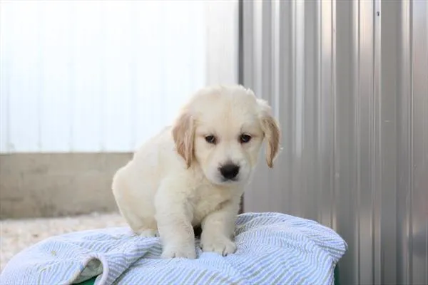 Male Golden Retriever puppy for sale at Shake A Paw Union.