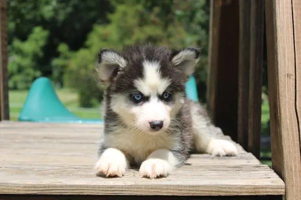 Female Pomsky puppy for sale at Shake A Paw Green Brook.