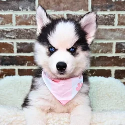 car_main_img_/media/ap_media/pets/LNIQFJHEVZIO19484.webp.250x250_q85.webp