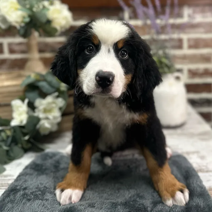 Male Bernese Mountain Dog puppy for sale at Shake A Paw Union.