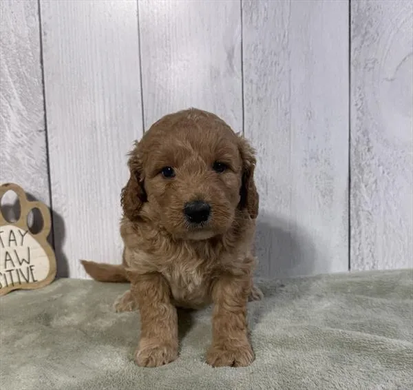 Female Mini Goldendoodle puppy for sale at Shake A Paw Green Brook.