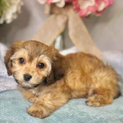 Female Cavachon puppy for sale at Shake A Paw Green Brook.