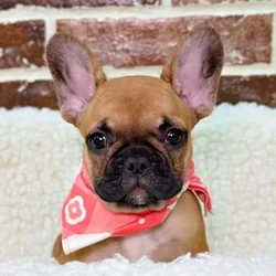 car_main_img_/media/ap_media/pets/LVEQMBFSUXHE19027.webp.250x250_q85.webp