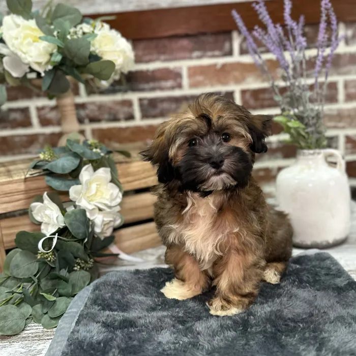 Male Havanese puppy for sale at Shake A Paw Union.