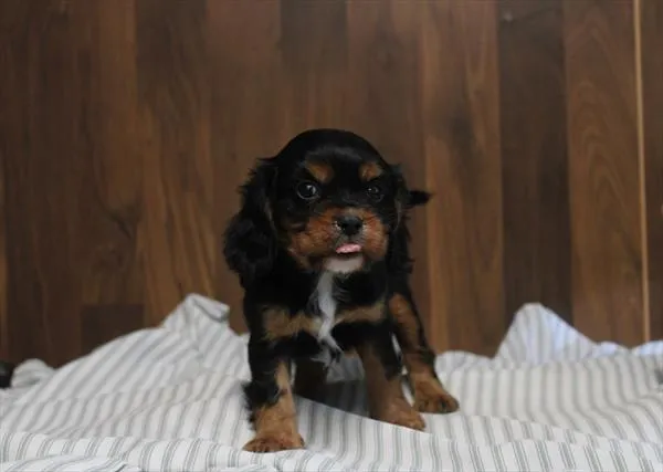 Male Cavalier King Charles Spaniel puppy for sale at Shake A Paw Union.