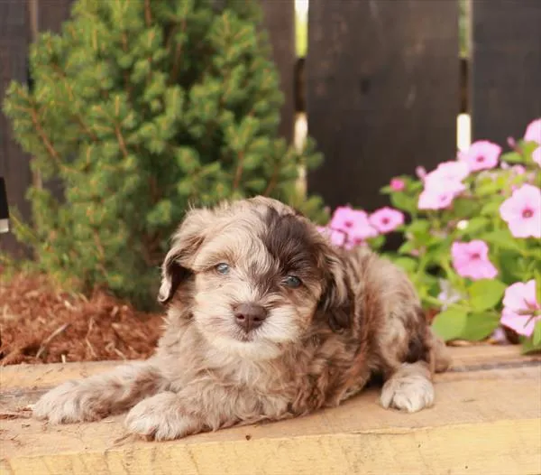 Male Schnoodle puppy for sale at Shake A Paw Union.