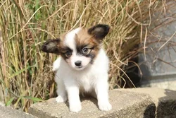 car_main_img_/media/ap_media/pets/MDFLRUBAJGXG23361.webp.250x250_q85.webp