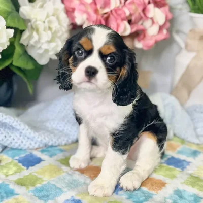 Female Cavalier King Charles Spaniel puppy for sale at Shake A Paw Green Brook.