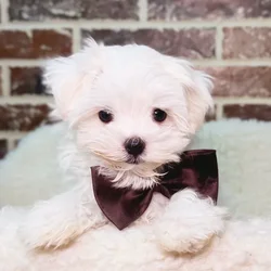 car_main_img_/media/ap_media/pets/MGDSKMUALPRO19275.webp.250x250_q85.webp