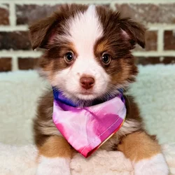 car_main_img_/media/ap_media/pets/MKAKBECCLUOB23181.webp.250x250_q85.webp