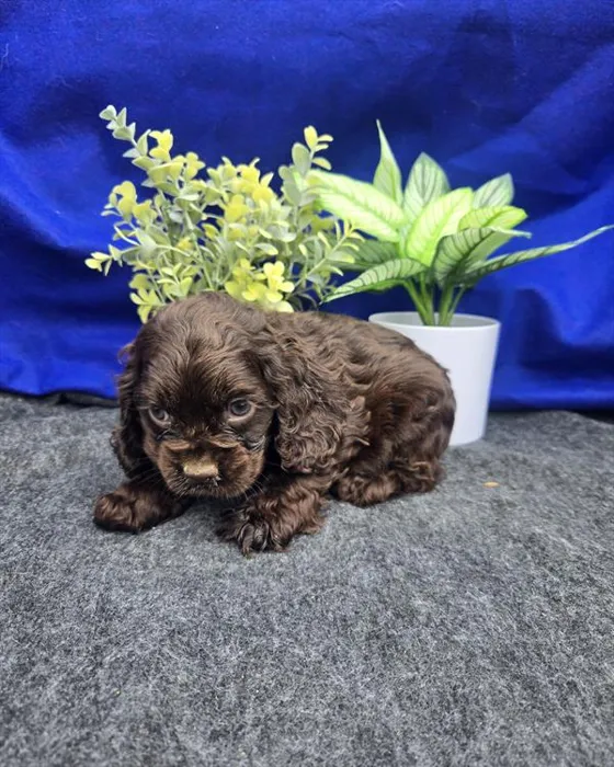 Male Cocker Spaniel puppy for sale at Shake A Paw Green Brook.