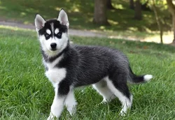 car_main_img_/media/ap_media/pets/MRNUPHNMRLUB23666.webp.250x250_q85.webp