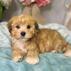 Male Havanese puppy for sale at Shake A Paw Green Brook.