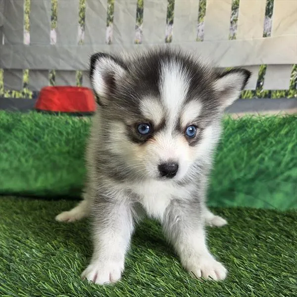 Male Pomsky 2Nd Gen puppy for sale at Shake A Paw Union.