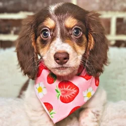 Female Dachshund puppy for sale at Shake A Paw Union.