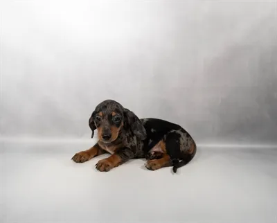 Male Dachshund puppy for sale at Shake A Paw Green Brook.