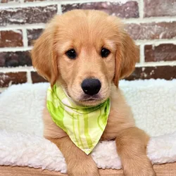 car_main_img_/media/ap_media/pets/MYDOSNJOPUPV19483.webp.250x250_q85.webp
