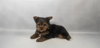 Female Yorkshire Terrier puppy for sale at Shake A Paw Green Brook.