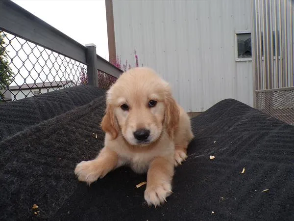 Male Golden Retriever puppy for sale at Shake A Paw Green Brook.