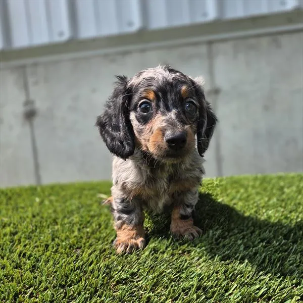 Male Dachshund puppy for sale at Shake A Paw Union.