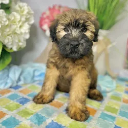 Male Soft Coated Wheaten Terrier puppy for sale at Shake A Paw Green Brook.