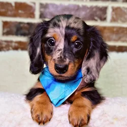 car_main_img_/media/ap_media/pets/NGOBLZTZOATL20852.webp.250x250_q85.webp
