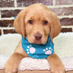 car_main_img_/media/ap_media/pets/NKCDHBUDZZEE20111.webp.250x250_q85.webp