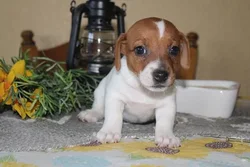 car_main_img_/media/ap_media/pets/NLCUEPTFBFAW22793.webp.250x250_q85.webp