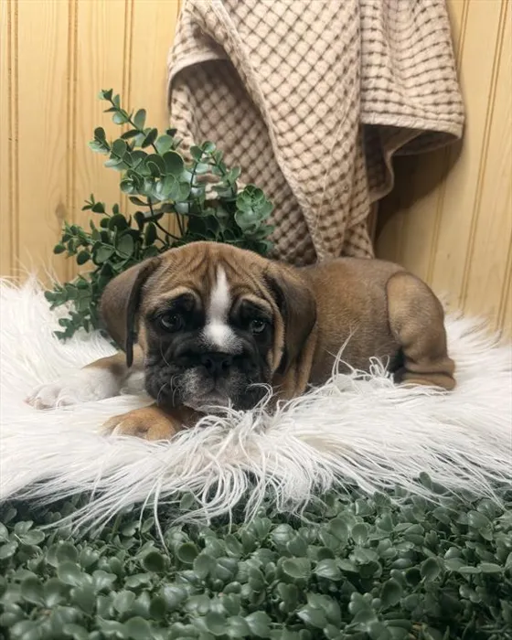 Male Beabull puppy for sale at Shake A Paw Union.