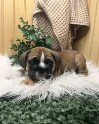 Male Beabull puppy for sale at Shake A Paw Union.
