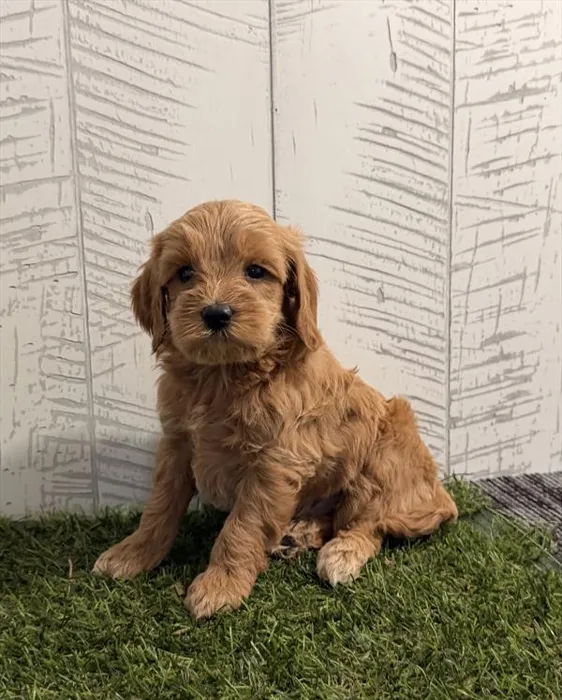 Male Hybrid puppy for sale at Shake A Paw Green Brook.