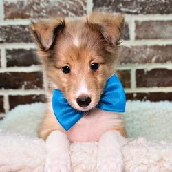 car_main_img_/media/ap_media/pets/NOESMIKOMZQN20272.webp.250x250_q85.webp