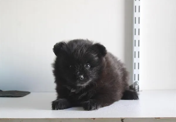 Male Pomeranian puppy for sale at Shake A Paw Green Brook.