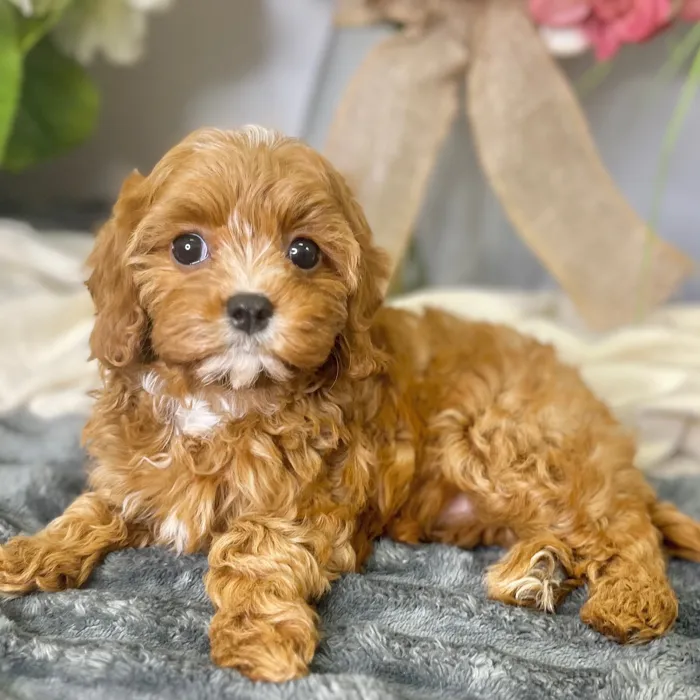 Female Cavapoo puppy for sale at Shake A Paw Green Brook.