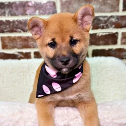 car_main_img_/media/ap_media/pets/NVKNQDLFKWUB20263.webp.250x250_q85.webp